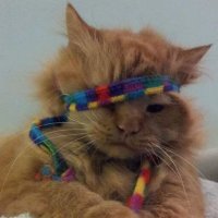 MaxaDuke (@tat52269008) 's Twitter Profile