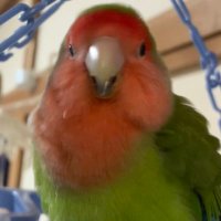 ぱひよ (@apusci2neywzds4) 's Twitter Profile