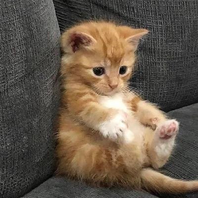 r8b8kitty's profile picture. 18+