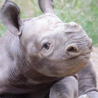 Ride The Ryno🦏 (@ridetheryno) 's Twitter Profile
