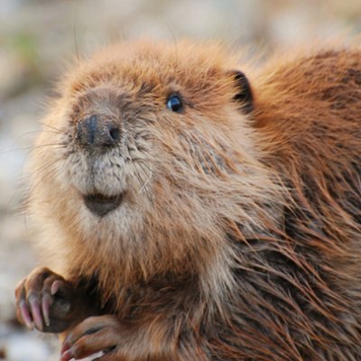 Save a tree: Eat a beaver.