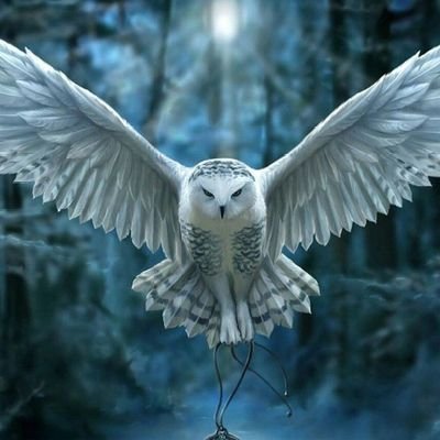 MaxwellChessa's profile picture. Selling new and Locally used Cars in all parts of Kenya. Also doing car Financing and quick logbook loans.