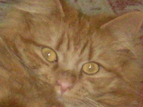 im married to a great man have a cute cat and i love to make my own homemade cards xx
