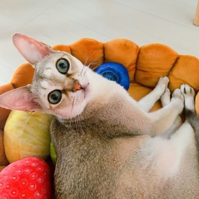 toto_cyaco's profile picture. 趣味に泳ぐ
🐱🥦🐷・👴💚🍼