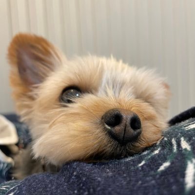 black_vise's profile picture. ネットの片隅でひっそりと暮らすゴールデンレトリバーだったり、ウリボウだったり、時々、深海魚。妻から見るとそんな感じらしい。思ったことを時々つぶやくけどジャンルはバラバラのうえ、内容にまとまりは無いので悪しからず。 Helloweenのコピバン、「THE SEED OF PUMPKIN」で歌ってます。