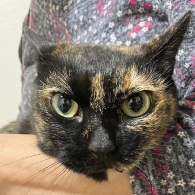 家の前で保護したサビ猫のビビちゃん (@TTomoecarl) / X 家の前で保護したサビ猫のビビちゃん (@TTomoecarl) / X