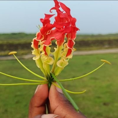 Mithu40562751's profile picture. 