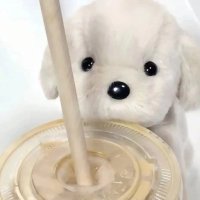hooo (@haoqiiii) 's Twitter Profile