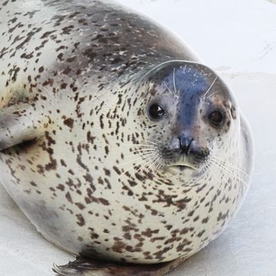 aza_aza_tototo's profile picture. 水族館時々登山。永遠のカメラ初心者。アザラシ筆頭に動物が大好き。推しはゴマフアザラシのあんずちゃんです。映画も好きです。