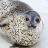 aza_aza_tototo's profile picture. 水族館時々登山。永遠のカメラ初心者。アザラシ筆頭に動物が大好き。推しはゴマフアザラシのあんずちゃんです。映画も好きです。