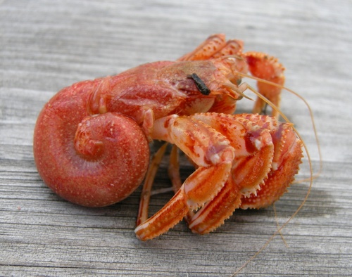 MakerBot Industries and TeamTeamUSA join forces for Project Shellter, the quest to crowd-source a 3D printable hermit crab shell!