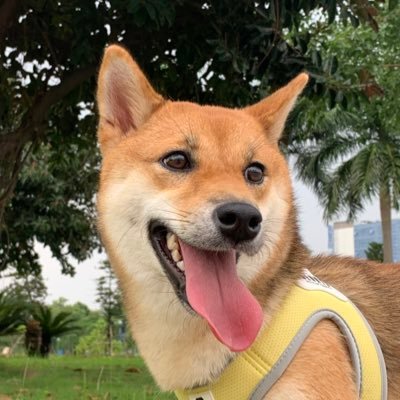 Hi! Chutoro is a Sesame Shiba Inu living in Hanoi, Vietnam. 🐕 | Chutoro (Shiba ♀) 🎂 | 2021.Dec.20 👇👇 Follow me! 👇👇