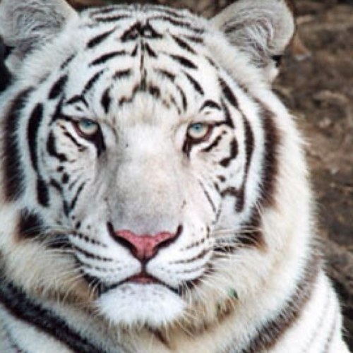 elniwishy's profile picture. 