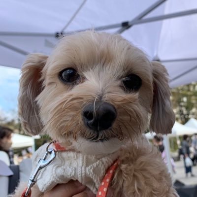 nqsk0inh's profile picture. 旧名もっち@歴史好き。平松可奈子激推し！永遠の神推し！羽豆岬新規。愛知・岐阜の城、城跡はほぼ制覇。知多四国88ヶ所制覇。駅伝好き。舞台観劇。 アイコンはかなちゃんの愛犬もきゅ。名古屋グランパス、中日ドラゴンズ、SKE48