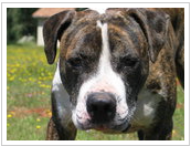dog  groomer located in Vallejo,love pitbulls and owned and trained them for over 20 years..grooming location A quality Grooming
vallejo
