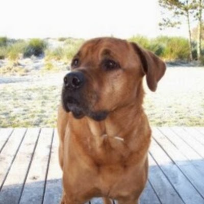 KniggeTorben's profile picture. 