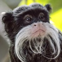 scar (@scarxbt) 's Twitter Profile Photo