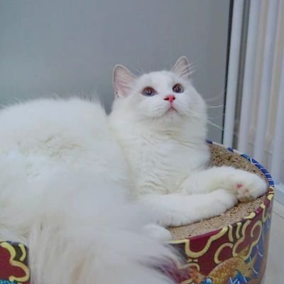 Captain66881671's profile picture. 好色