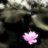 lotus π²'s Twitter (X) avatar