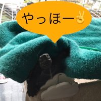 𓆉さつきと𓆉ぐりと𓆉ぐらと🐢チョコと (@_satsuki_life) 's Twitter Profile