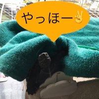 ☀️🐢さつきとぐりとぐらと🐢🐢🌇(@_Satsuki_Life) 's Twitter Profile Photo