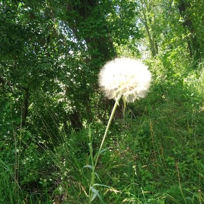 ibtonyad's profile picture. Christians, Parents, Grandparents 
#CONSERVATIVE