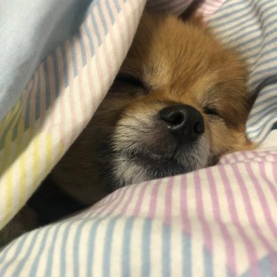 GillespieDallas's profile picture. 