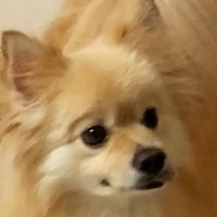 かざね (@kazane_pome_svt) Twitter profile photo