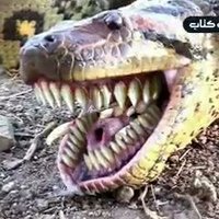 الجارح (@ljr46260762) Twitter profile photo