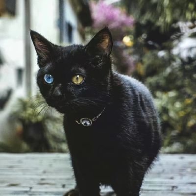 FreeBitFly's profile picture. 爱自由的码农