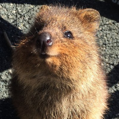 Quokka_Doctor Profile Picture