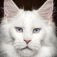 Coral Tost (@coral_tost) 's Twitter Profile
