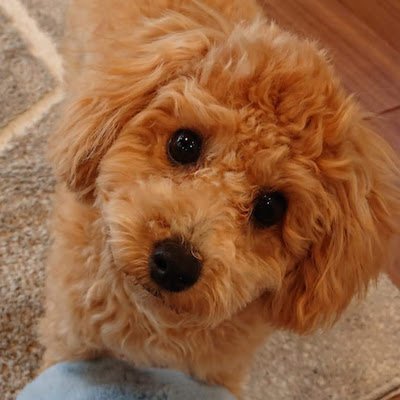 toy_lulu's profile picture.