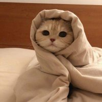 foxx (@foxxmen133) 's Twitter Profile