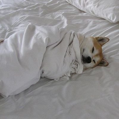 신채민 비단さんのプロフィール画像