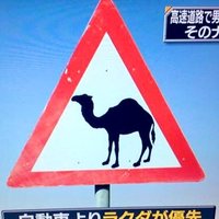 らくだ🇮🇳 (@shinypinkchina) 's Twitter Profile Photo