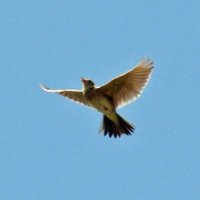 Skylark (@wingsofdesire18) 's Twitter Profile