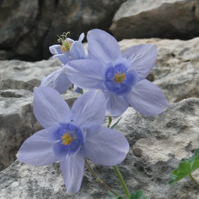 Interested in cold-air pools, microclimate, coastal Dinarides, arcto-alpines, periglacial morphology, oro-Mediterranean vegetation