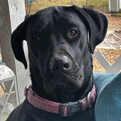 memewarrefugee's profile picture. you don’t really gaf and I don’t have to tell you anything