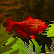 biotopesim's profile picture. The developers of Biotope tweet about updates and their dev work