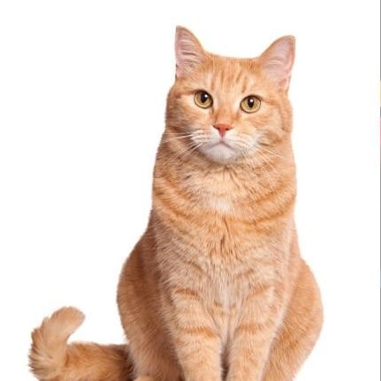 soniachihi45's profile picture. 