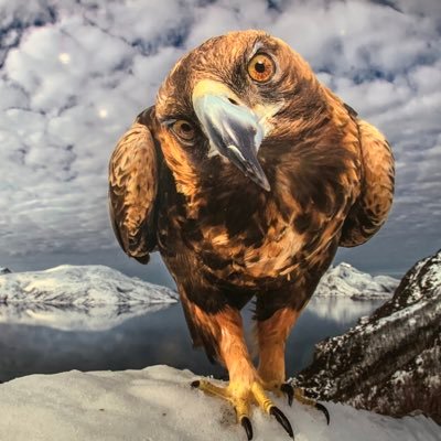 Domme99468341's profile picture. therealdomme