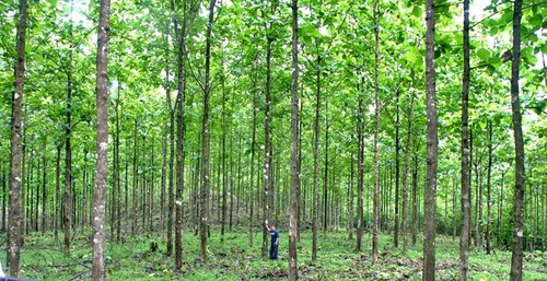 Panama Teak Forestry planting trees managing tropical forests of Panama. A vertically integrated timber company.