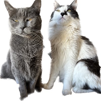 incoherentdesir's profile picture. 💚🙋🏾‍♀️ translatress