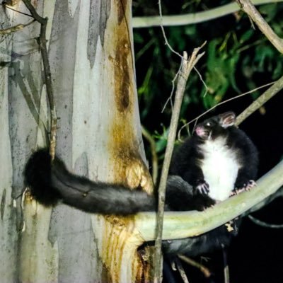 Research Fellow @unimelb. Studying greater glider habitat in mixed species eucalypt forests and forest resilience and adaptation in the alps