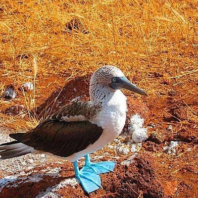 pedromiguel9991's profile picture. elon mos chupa mis collons #FreeMiterguolfok
Botafogastense fan de las aves