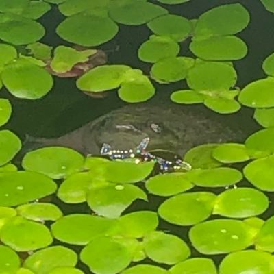 Jame 🐸さんのプロフィール画像