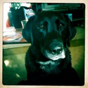 Kelli Dempsey - @Blacklab9 - Twitter