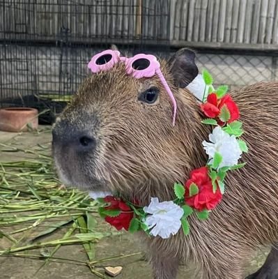 Diivergenteee's profile picture. 