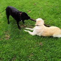 AnnieTheDog ft TheGeneGenie (@anniethedog7) 's Twitter Profile Photo AnnieTheDog ft TheGeneGenie (@anniethedog7) 's Twitter Profile Photo